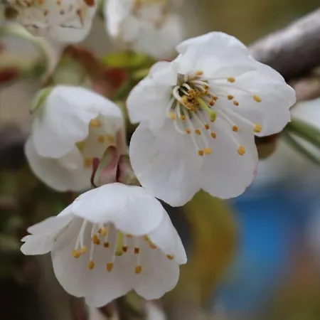 Tarnewitz In The Estate Barn Ferienhaus *