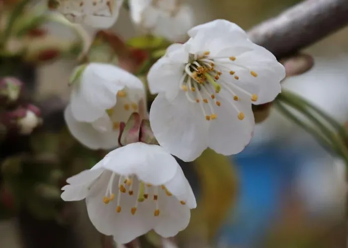 Tarnewitz In The Estate Barn Ferienhaus *